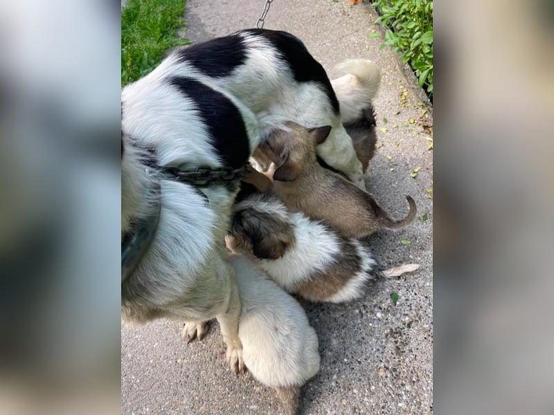 BEAR - sucht ihr Für-immer-Zuhause
