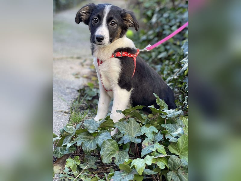 EFFIE - süßes Hundemädchen