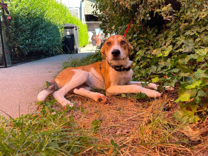 IVY - liebes Hundemädchen