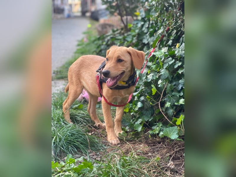 AMBER - tolles Hundemädchen