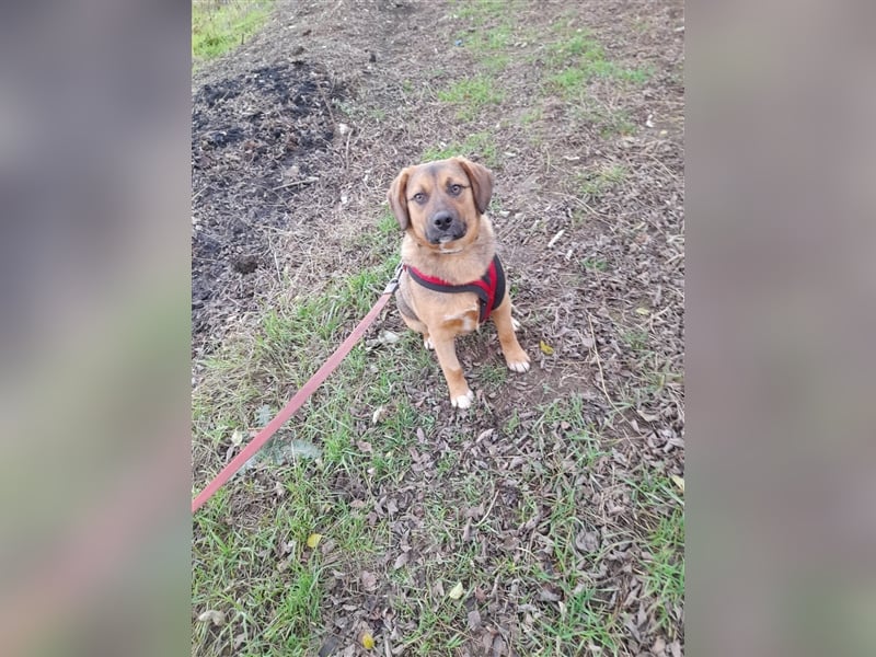 SHELDON - ein absoluter Traumhund