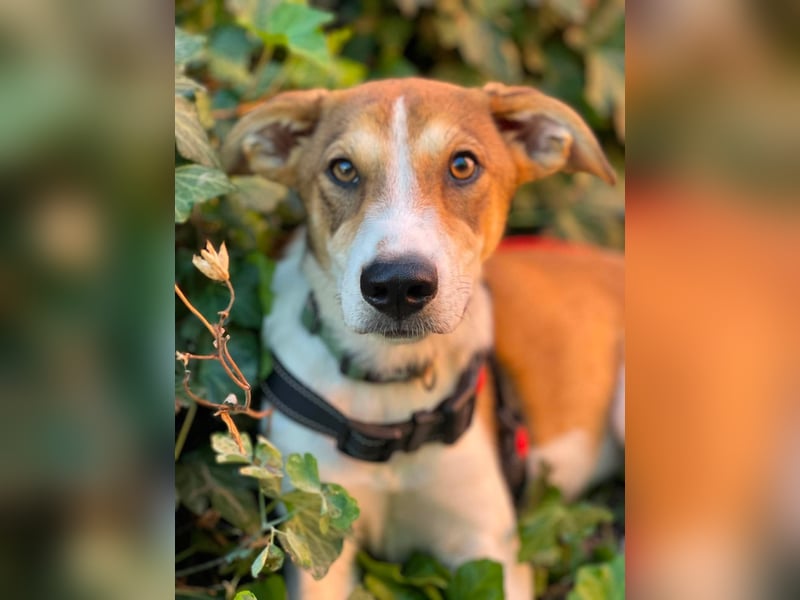 IVY - liebes Hundemädchen