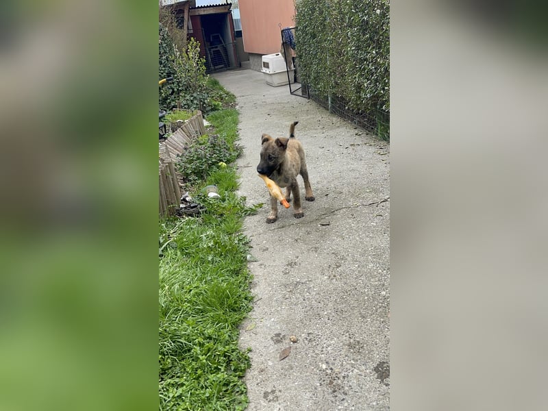 MAXI - liebevoller Hundebub