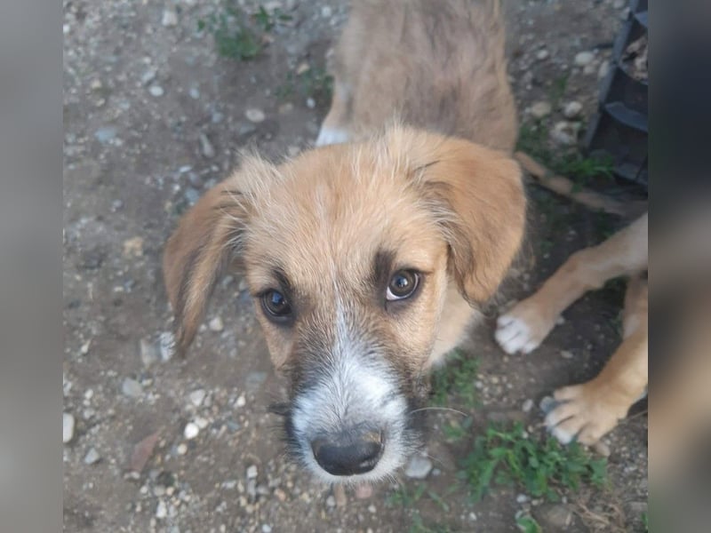 FRIEDA - Traumzuhause gesucht