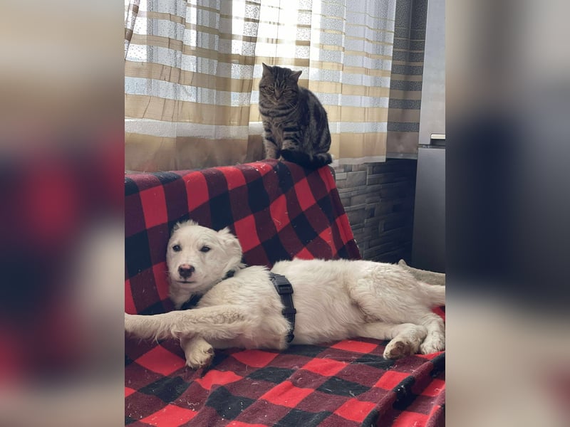 ZACK - liebevoller Hundebub