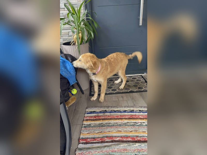 CRUMPET - verspielte Schönheit