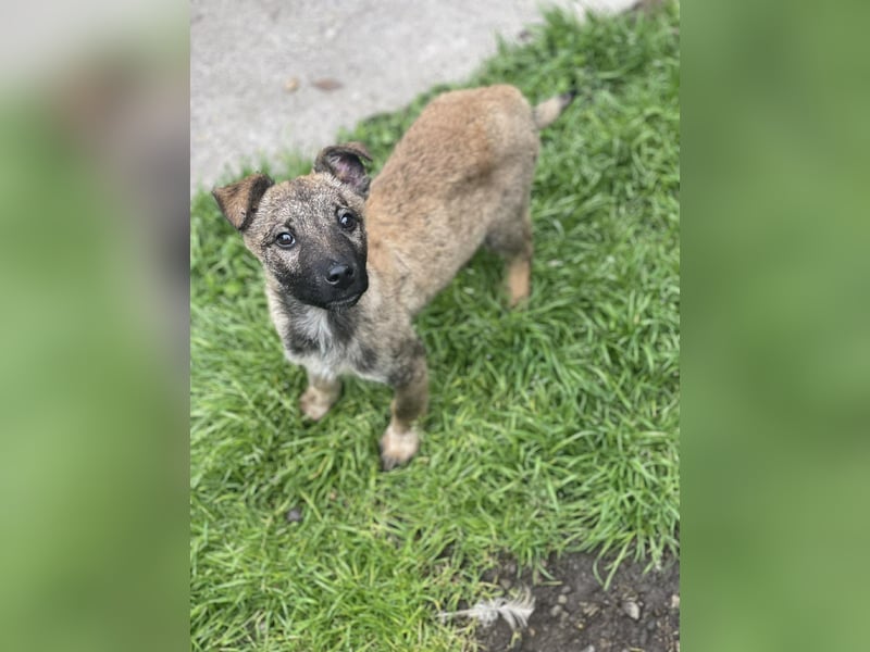 MAXI - liebevoller Hundebub