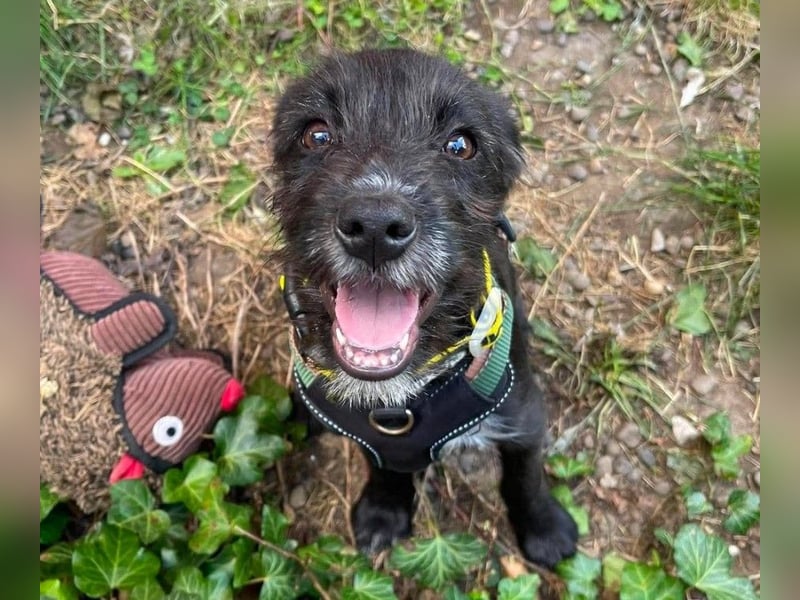 MILLIE - liebevolles Hundemädchen sucht ihr Zuhause