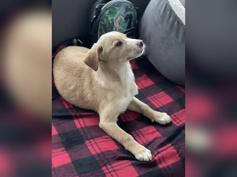 PAULA - liebevolles Hundemädchen *reserviert*