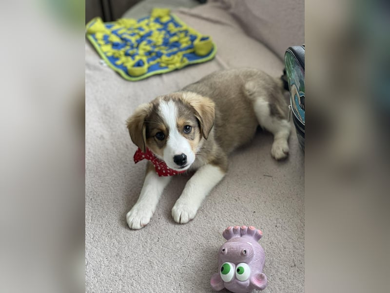 PEER - sanfte Seele sucht seine Menschen *reserviert*