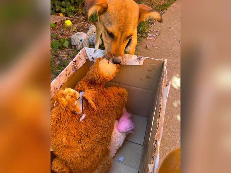 ROCKY - toller Hundebub