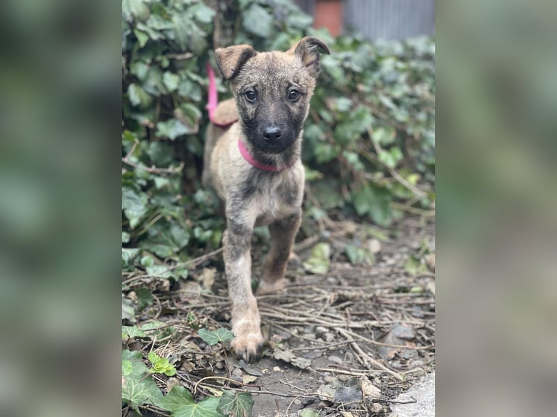 MAXI - liebevoller Hundebub