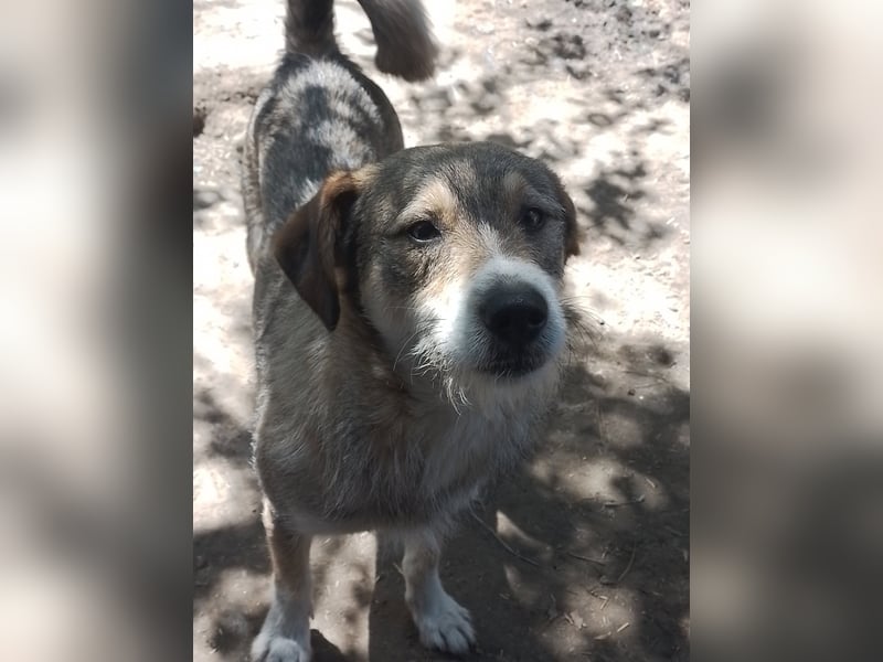 SIMBA - Traumzuhause gesucht