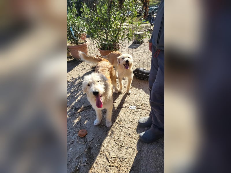 LUCA - ist bereit für Abenteuer *reserviert*