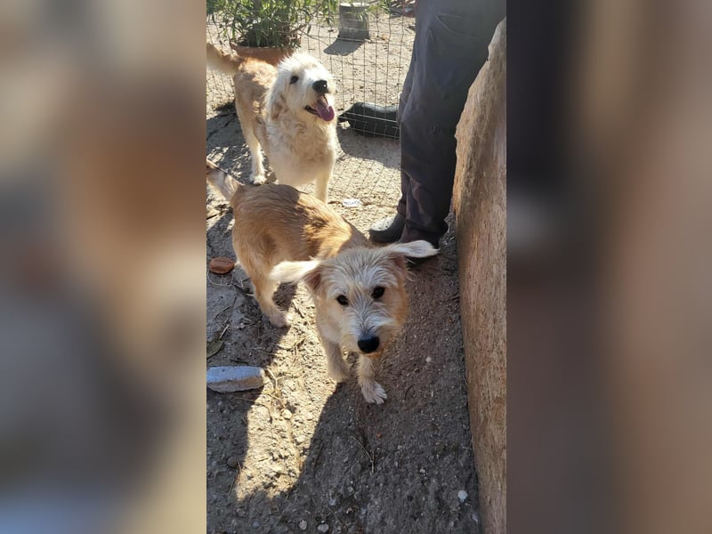 LUCA - ist bereit für Abenteuer *reserviert*
