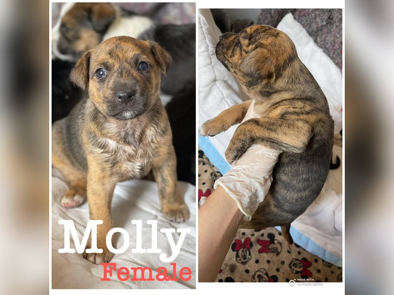 MOLLY - aufgewecktes Hundemädchen