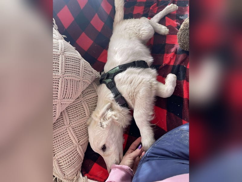 ZACK - liebevoller Hundebub