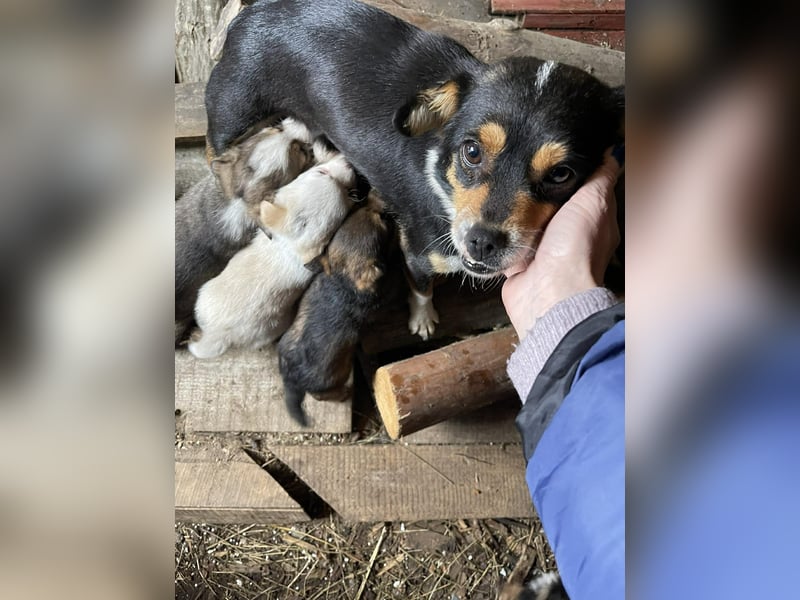 PEER - sanfte Seele sucht seine Menschen *reserviert*