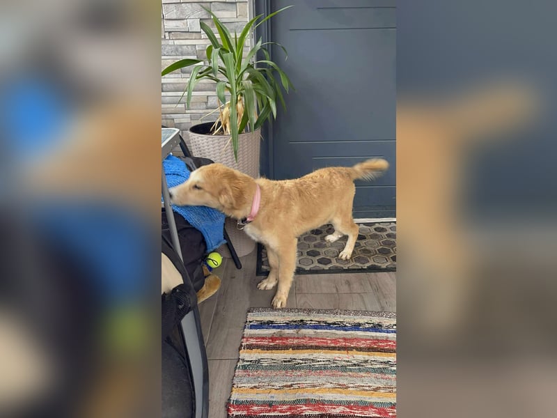 CRUMPET - verspielte Schönheit