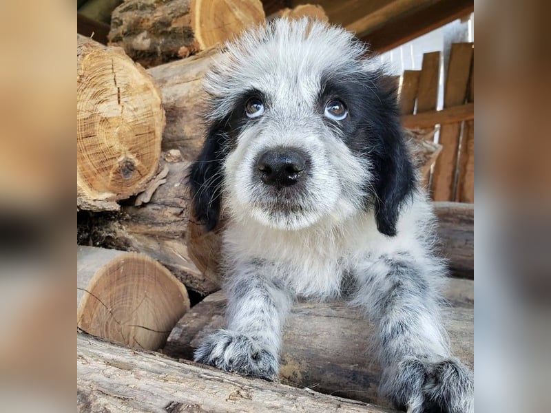 ARYA - zuckersüßes Hundekind