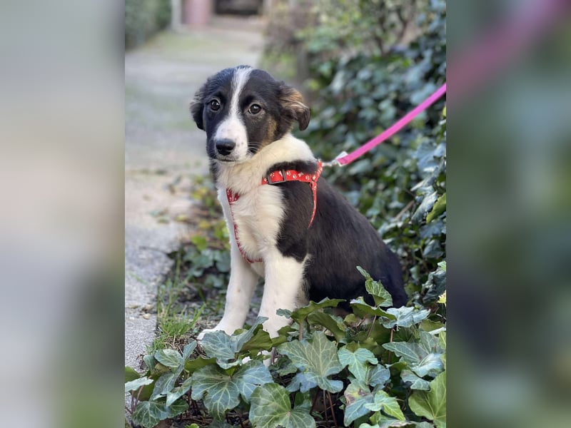 EFFIE - süßes Hundemädchen