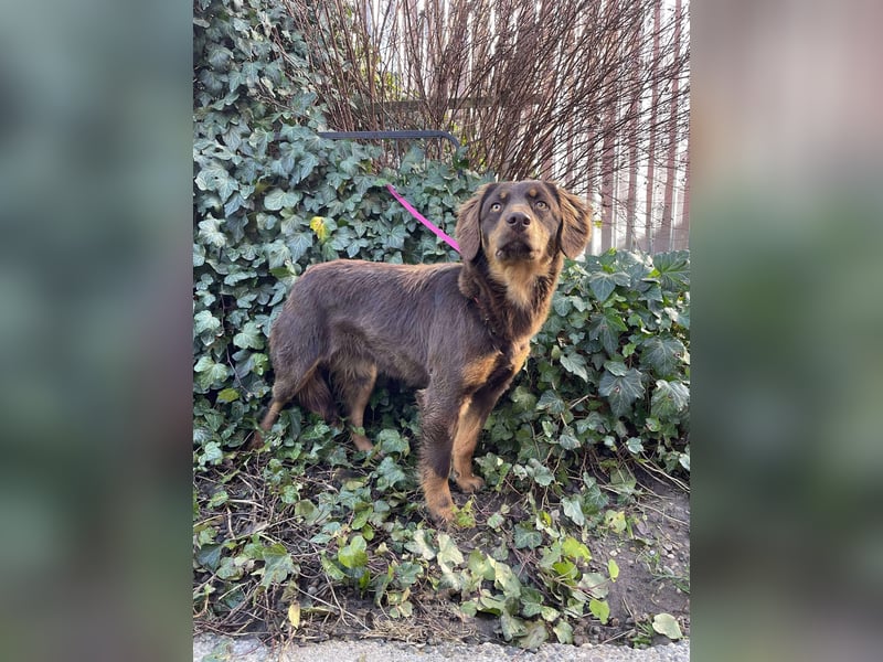 ROSIE - verspielte Schönheit *reserviert*