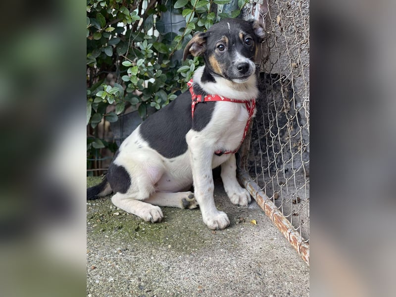 MELODY - Traumzuhause gesucht