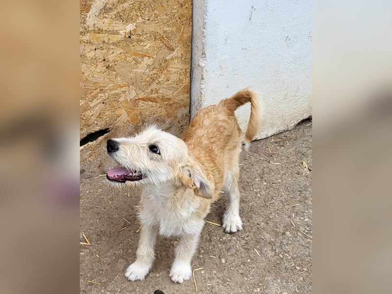 ERWIN - die kleine Knutschkugel