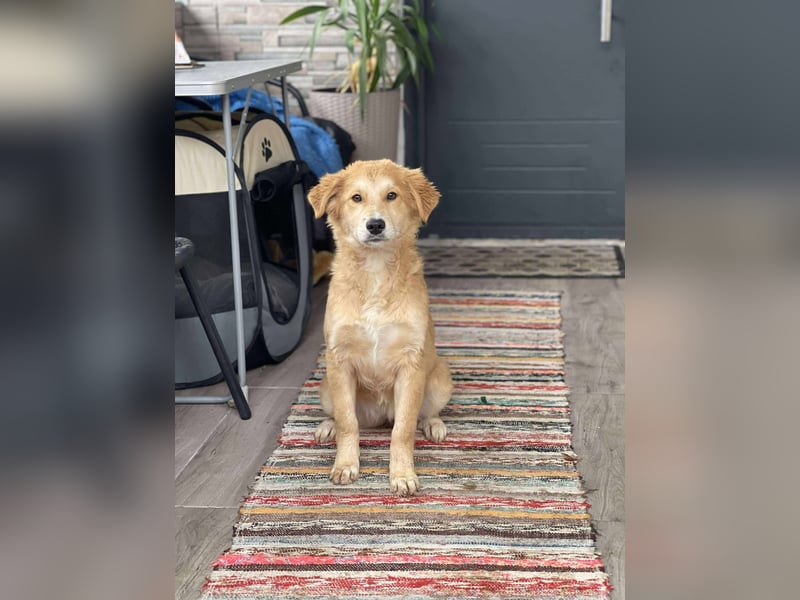 CRUMPET - verspielte Schönheit