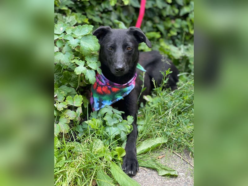 MYLA - schüchternes Mädchen sucht ihre Menschen