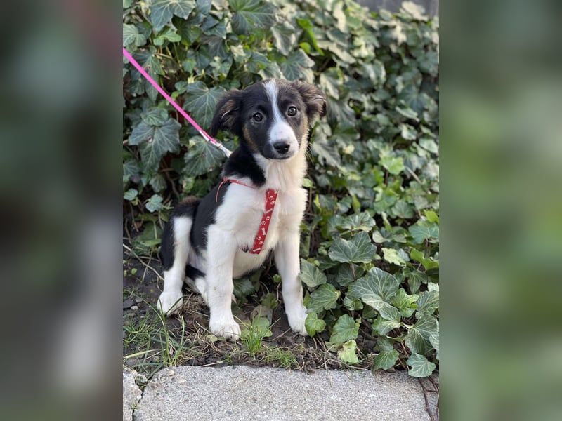 EFFIE - süßes Hundemädchen