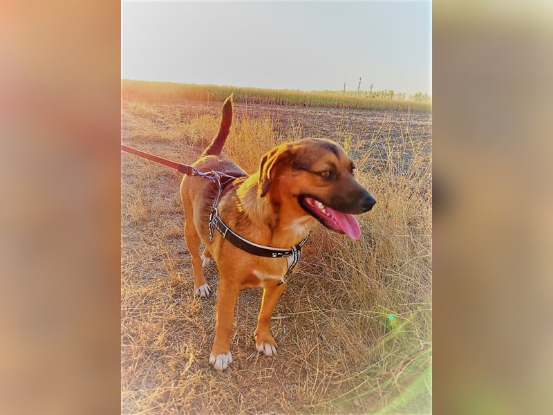 SHELDON - ein absoluter Traumhund