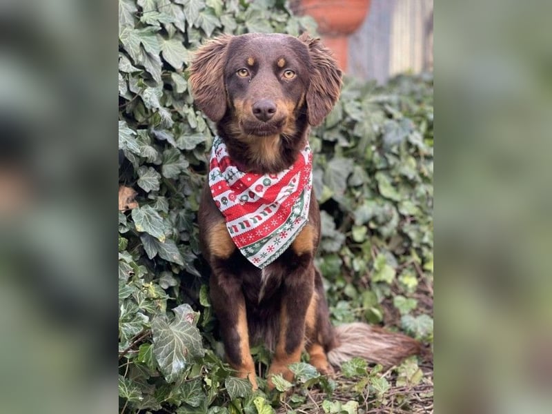 ROSIE - verspielte Schönheit *reserviert*