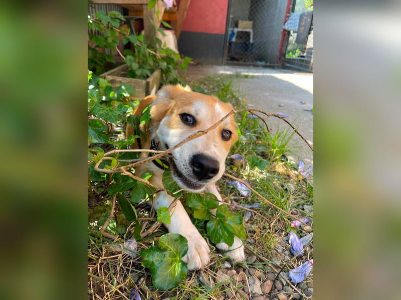EMMA - sucht ihr Für-immer-Zuhause