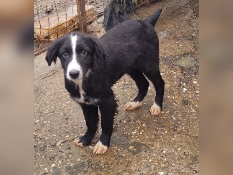 REX - sucht seinen sicheren Hafen