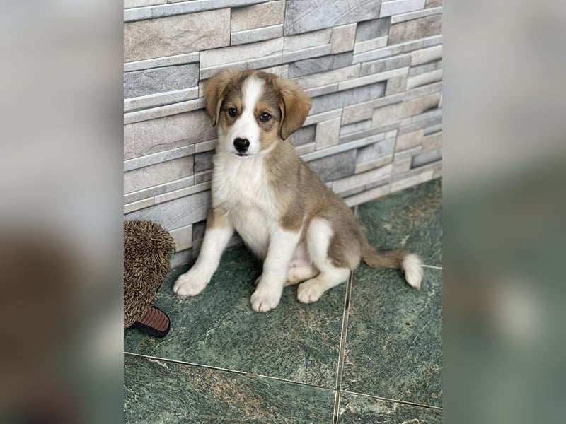 PEER - sanfte Seele sucht seine Menschen *reserviert*