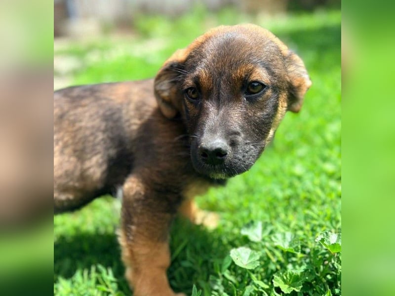 GOOFY - verspieltes Hundekind