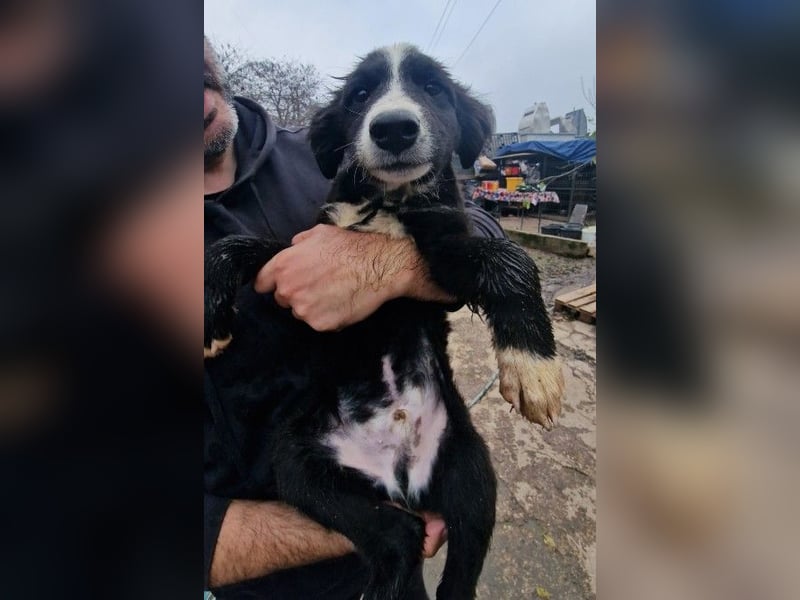 REX - sucht seinen sicheren Hafen