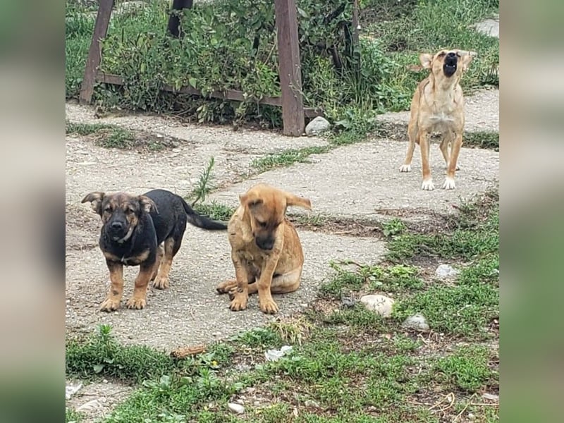GOOFY - verspieltes Hundekind