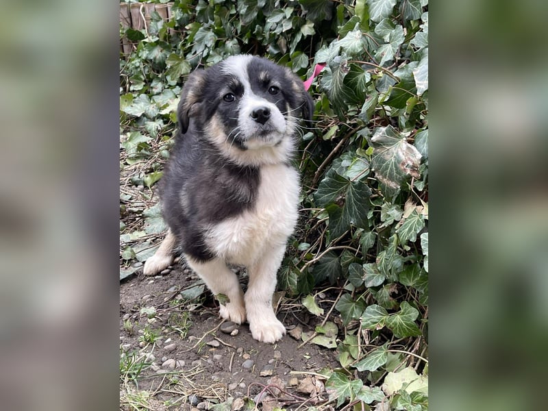 NALA - sanfte Seele sucht ihre Menschen *reserviert*