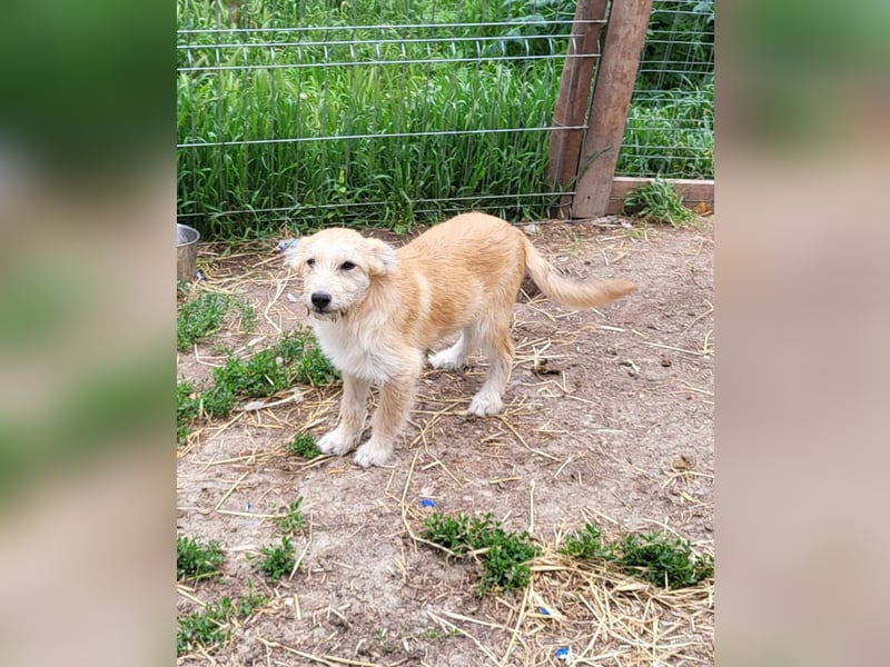 ERWIN - die kleine Knutschkugel