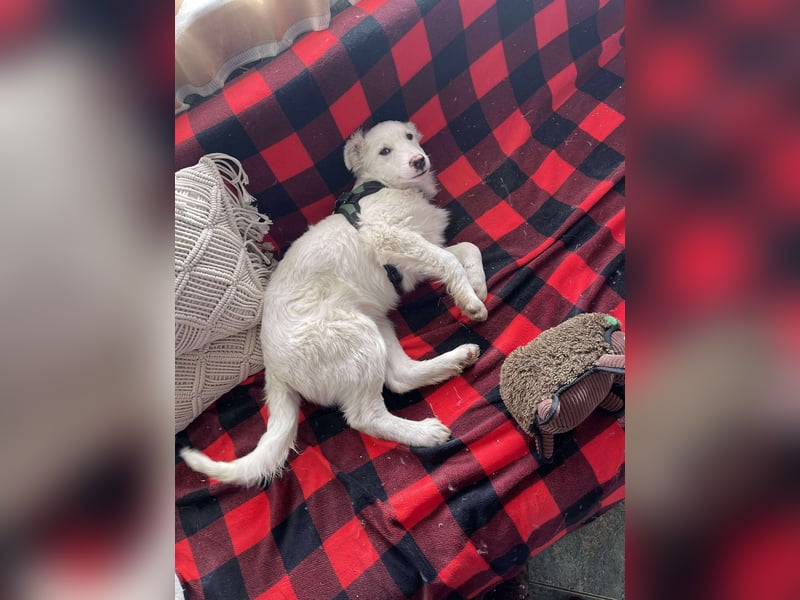 ZACK - liebevoller Hundebub