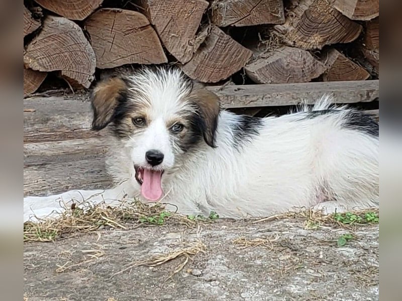 HEIDI - liebevolles Hundekind