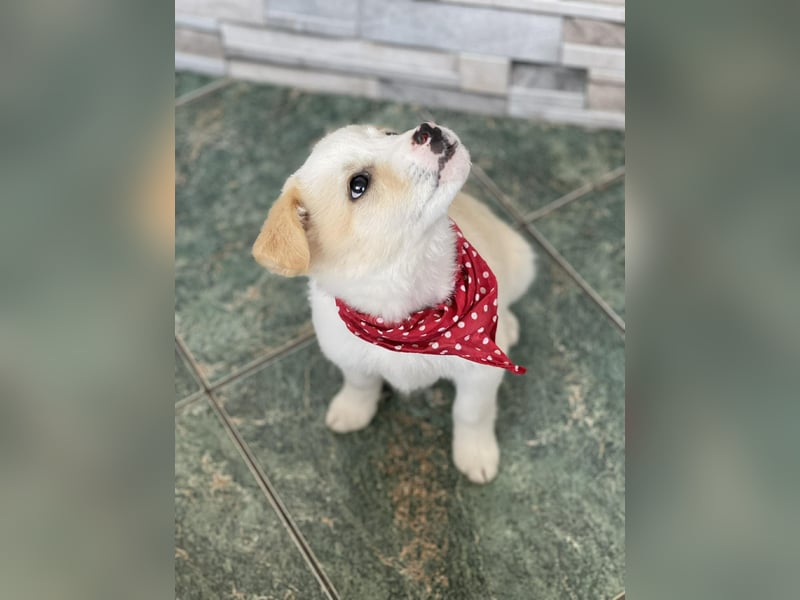 PRESTON - Zuckerbub sucht seine Menschen *reserviert*