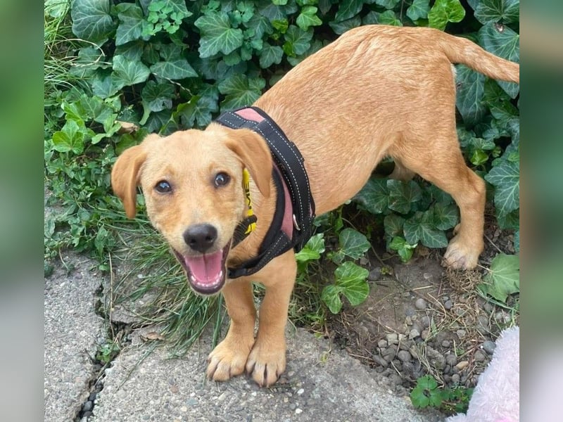 AMBER - tolles Hundemädchen