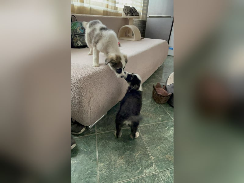 NALA - sanfte Seele sucht ihre Menschen *reserviert*