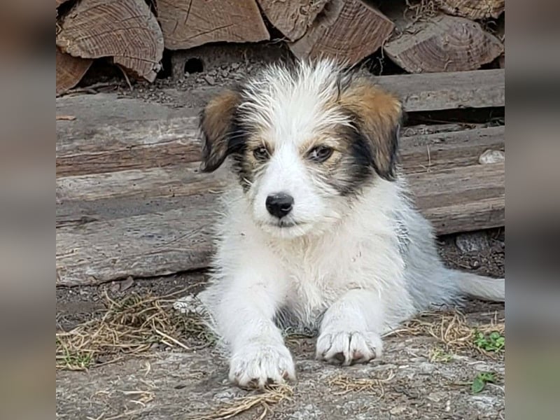 HEIDI - liebevolles Hundekind