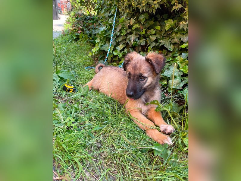 BEAR - sucht ihr Für-immer-Zuhause
