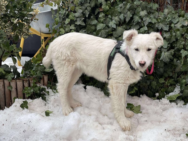 ZACK - liebevoller Hundebub