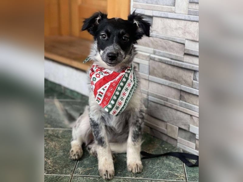 SADIE - Traumzuhause gesucht